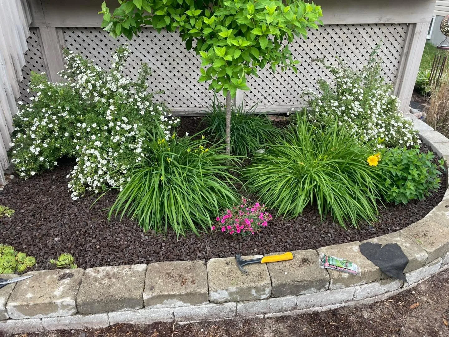 Foundation garden bed with cobble retaining edge, ornamental grasses, hydrangeas, and daylilies on a Bouwers Design Landscaping residential property in North Bay.
